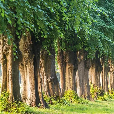 Gemuetliche Mit Garten In Robertsdorf