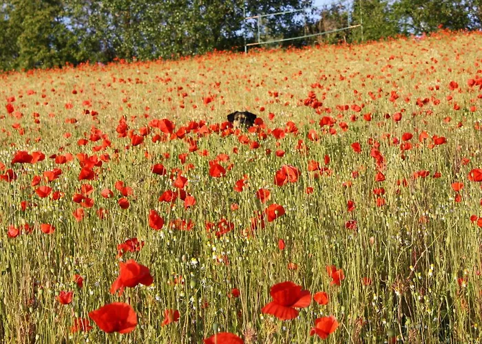 Gemuetliche Mit Garten In Robertsdorf Апартаменты *