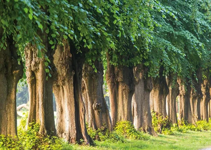 Gemuetliche Mit Garten In Robertsdorf